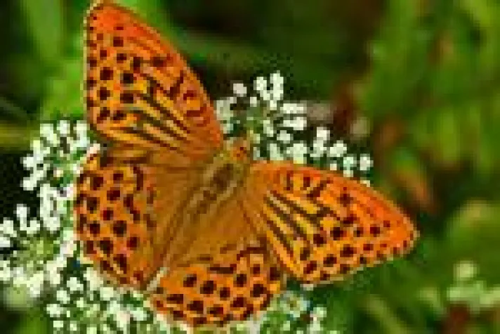 Bild: Exkursion Makro-Fotografie: Apollofalter & Co nahe der Mosel