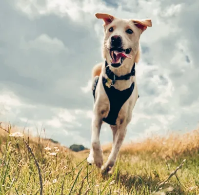 Bild: Ein Hund aus Bali findet sein Zuhause in Deutschland