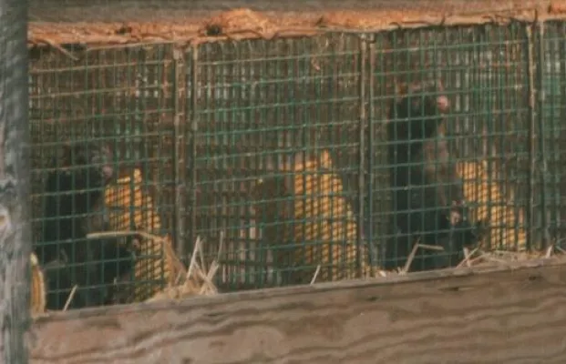 AGfaN begrüßt Urteil gegen Pelztierhalter Bild: AGfaN begrüßt Urteil gegen Pelztierhalter