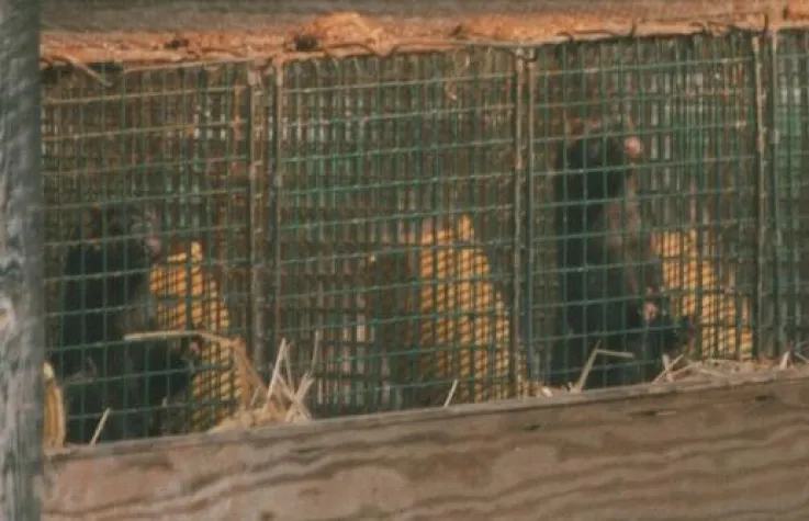 AGfaN begrüßt Urteil gegen Pelztierhalter Bild: AGfaN begrüßt Urteil gegen Pelztierhalter