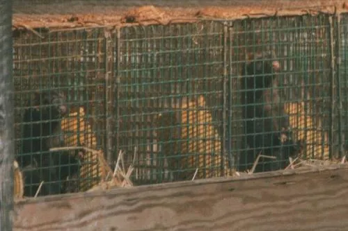 AGfaN begrüßt Urteil gegen Pelztierhalter Bild: AGfaN begrüßt Urteil gegen Pelztierhalter