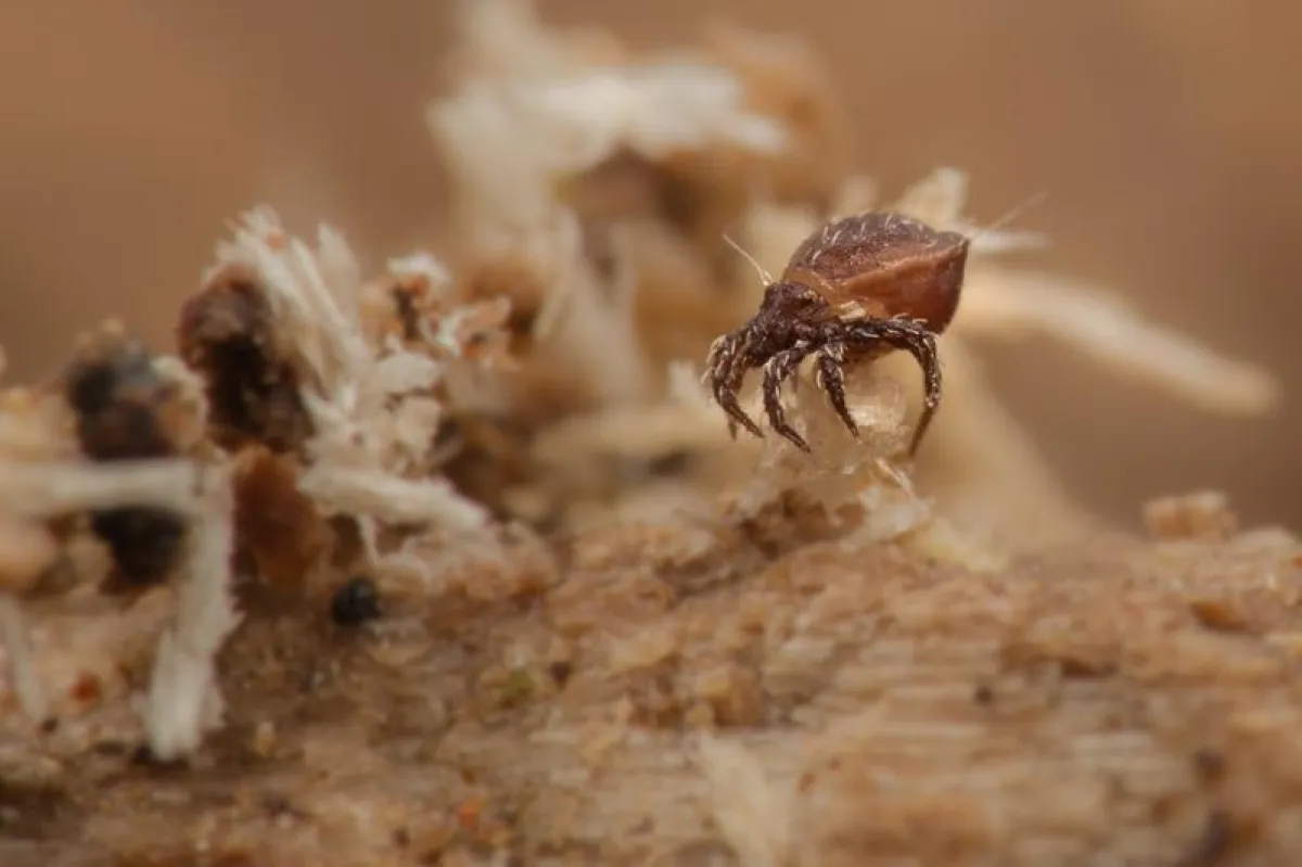 The asexual oribatid mite species Nothrus palustris (Figure 1) and a distantly related sexual species Steganacarus magnus (Figure 2) on litter particles. Both species measure about 0.9 mm in length. (