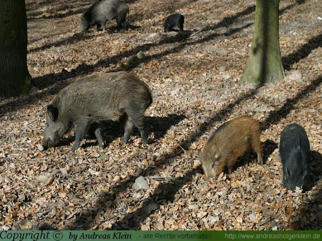 Die Totmacher vom Westerberg Bild: Die Totmacher vom Westerberg