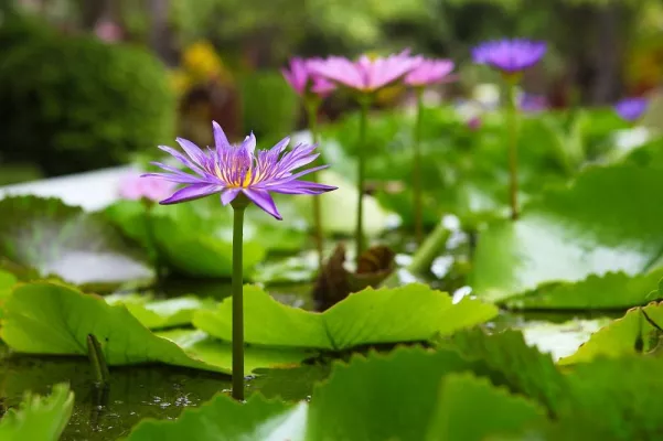 Bild: Von fliegenden Schlangen und duftenden Blumen