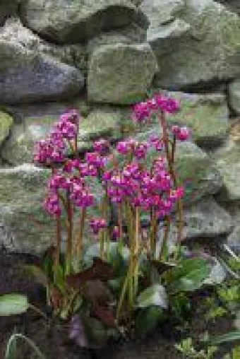 Bild: Bergenia - Staude des Jahres 2017