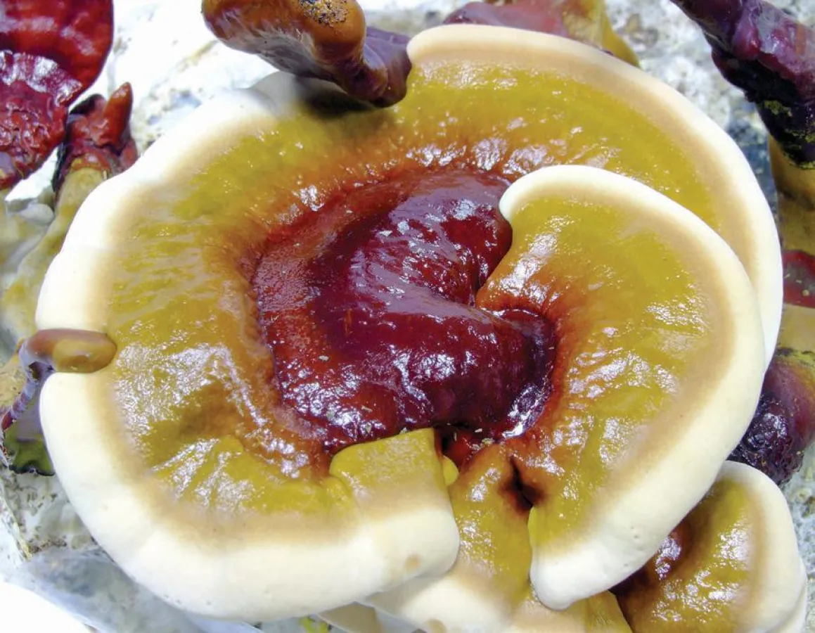 Reishi-© MykoTroph, Institut für Ernährungs- und Pilzheilkunde