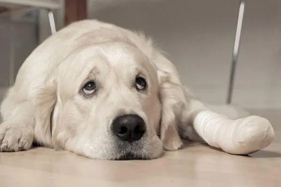 Bild: Erste Hilfe für Hund und Katze - Patient auf vier Pfoten