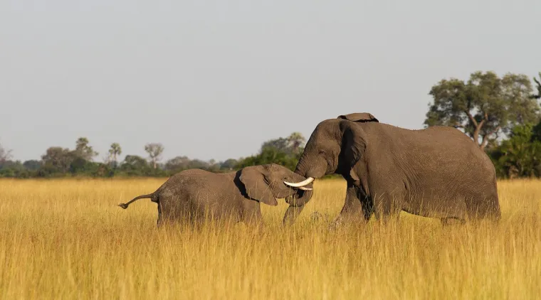 Bild: Bildung für den Artenschutz