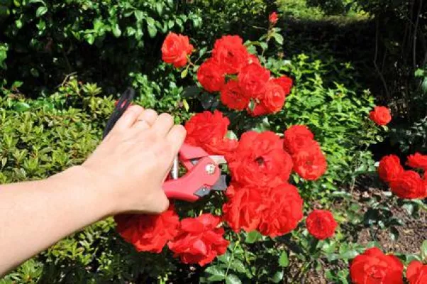 Bild: Jetzt den Garten auf den Winter vorbereiten