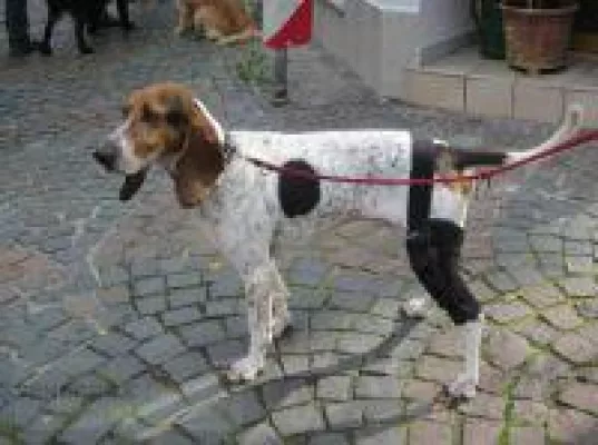 Bild: Alptraum: Kreuzbandriss beim Hund - die Alternative: BENECURA® Kniebandage