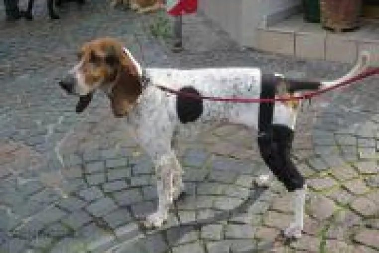 Bild: Alptraum: Kreuzbandriss beim Hund - die Alternative: BENECURA® Kniebandage