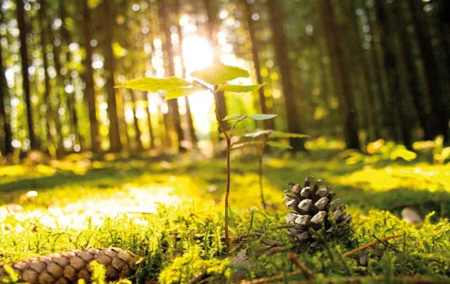 Bild: Ökohaus-Pionier rettet rund 55 Fichten durch Recyclingpapier