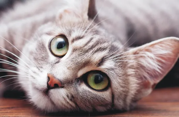 Bild: Nur das Beste für die Katze - luxuriöse Katzenkratzbäume voll im Trend!