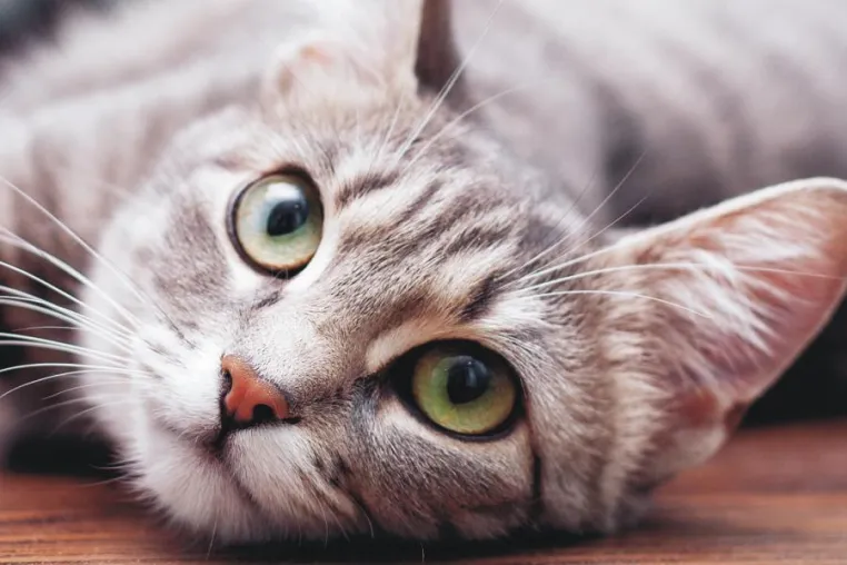 Nur das Beste für die Katze - luxuriöse Katzenkratzbäume voll im Trend! Bild: Nur das Beste für die Katze - luxuriöse Katzenkratzbäume voll im Trend!