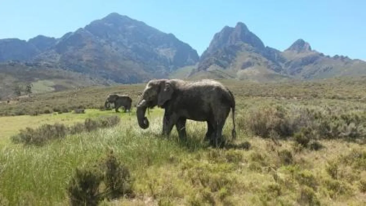 Südafrika - das Land am Kap der Guten Hoffnung.