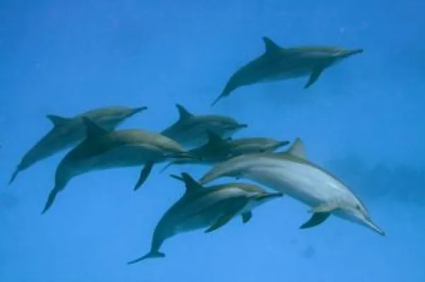 Osterdelfin statt Osterhase Bild: Osterdelfin statt Osterhase