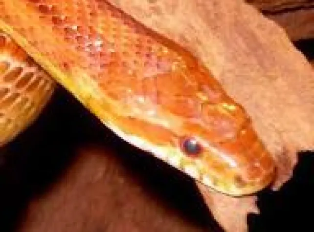 Salmonellen: Kleinkinder und Reptilien Bild: Salmonellen: Kleinkinder und Reptilien