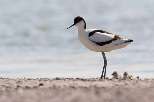 Bild: Umweltschutz im Fokus: DSV Road unterstützt Naturefund e.V.