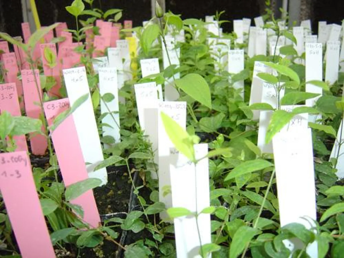 Gesunde Pflanzen, Biodiversität und Umweltschutz: Das Kompetenzzentrum Vegepolys ruft zum Wettbewerb für neue Pflanzensorten auf.