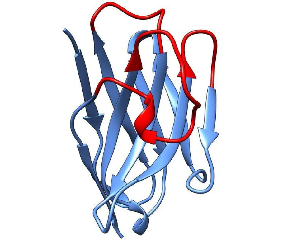 Dreidimensionale Struktur eines Nanobodies. (Tino Pleiner und Sergei Trakhanov / MPI für biophysikalische Chemie)