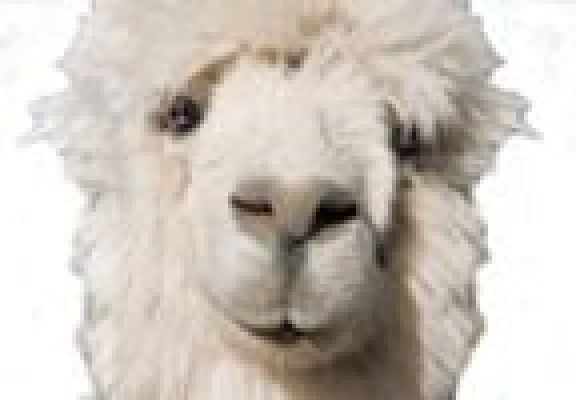 Das weiße Kamel ist das Markenzeichen der SansibarNews. Foto:oh