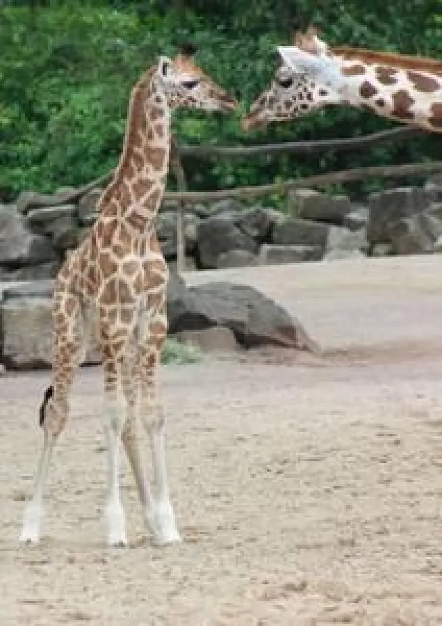 Giraffenbulle Thabo mit Mutter Juji