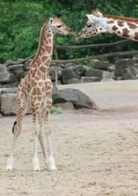Bild: Weiche Landung im Erlebnis-Zoo Hannover