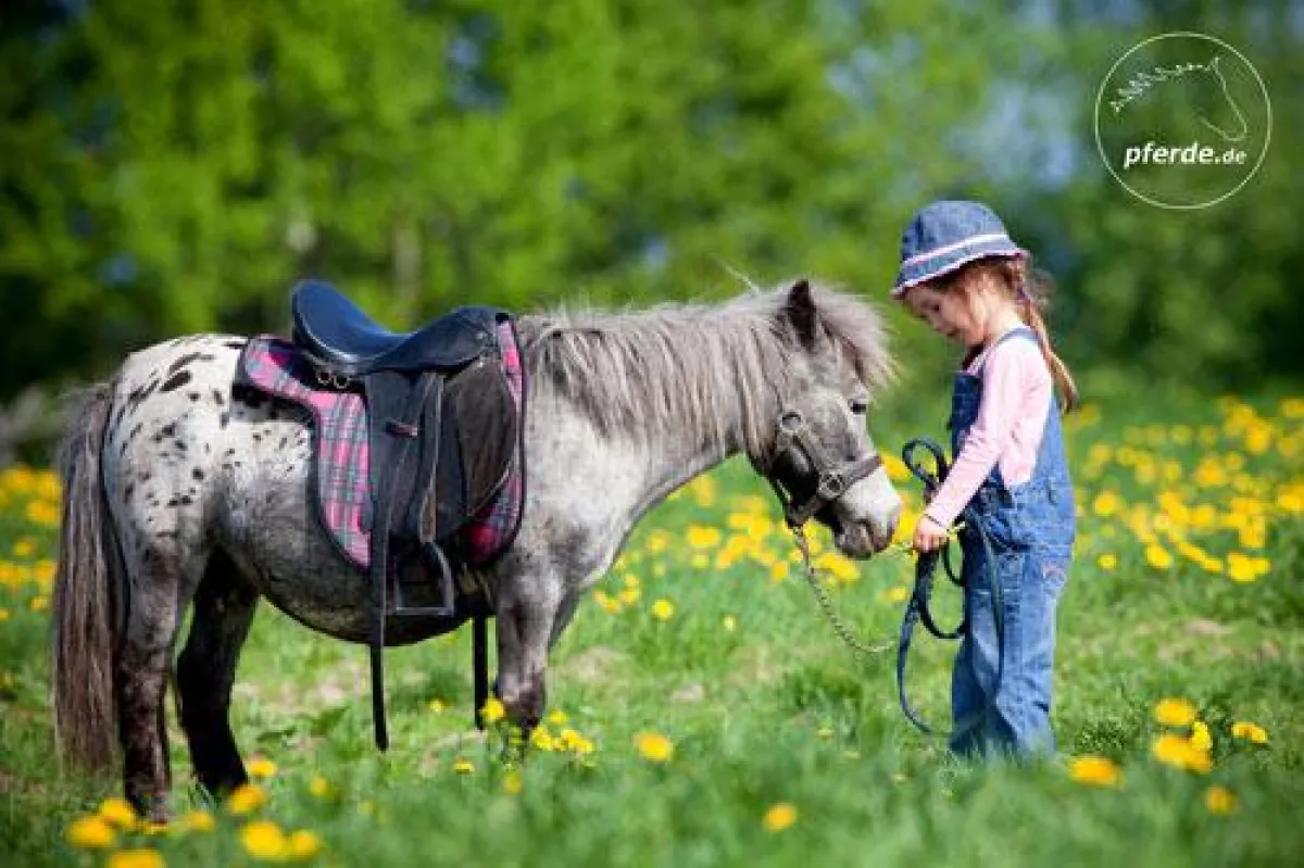 Das Shetlandpony ist gerade bei den kleinen Reitern sehr beliebt