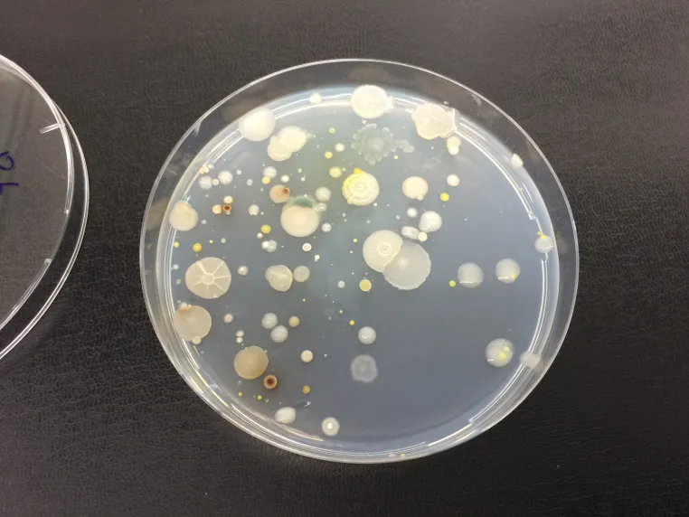 Nachbarschaftshilfe: Bodenbakterien versorgen sich gegenseitig mit Nährstoffen Bild: Nachbarschaftshilfe: Bodenbakterien versorgen sich gegenseitig mit Nährstoffen