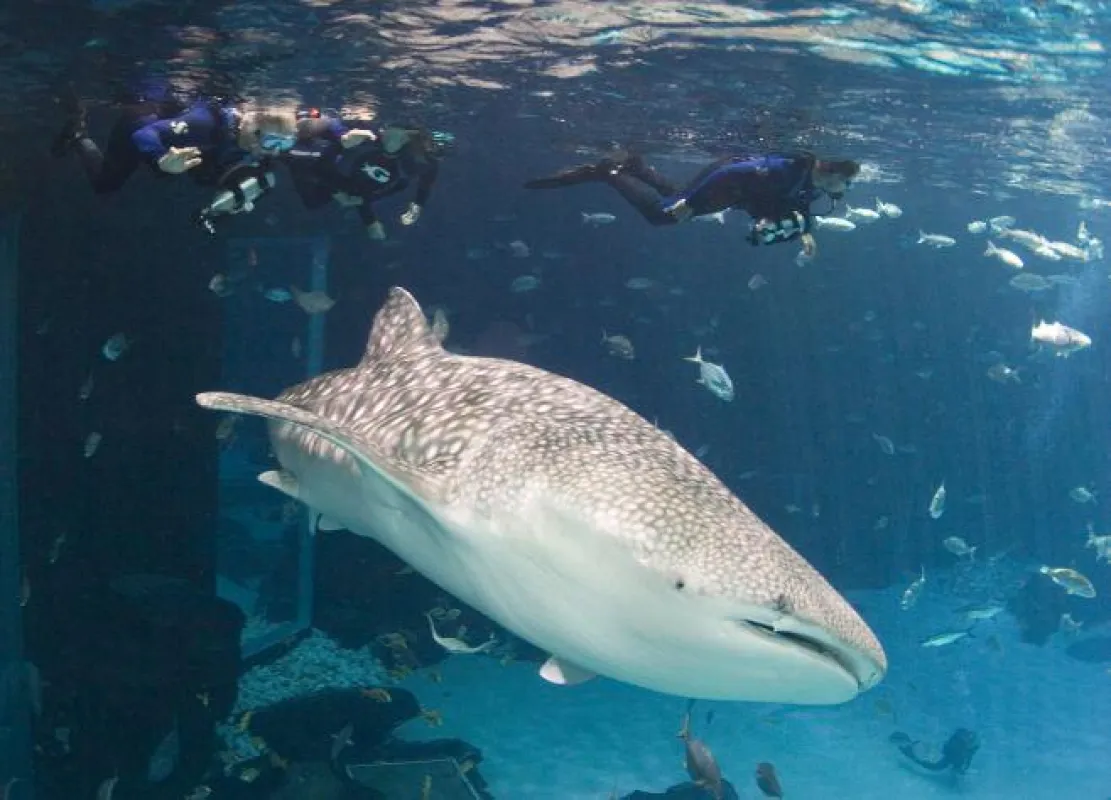 © Georgia Aquarium