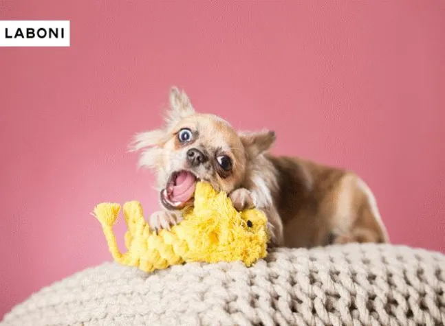 Spielzeug statt Zahnbürste – LABONIs Zahnpflege-Toys für Hunde Bild: Spielzeug statt Zahnbürste – LABONIs Zahnpflege-Toys für Hunde