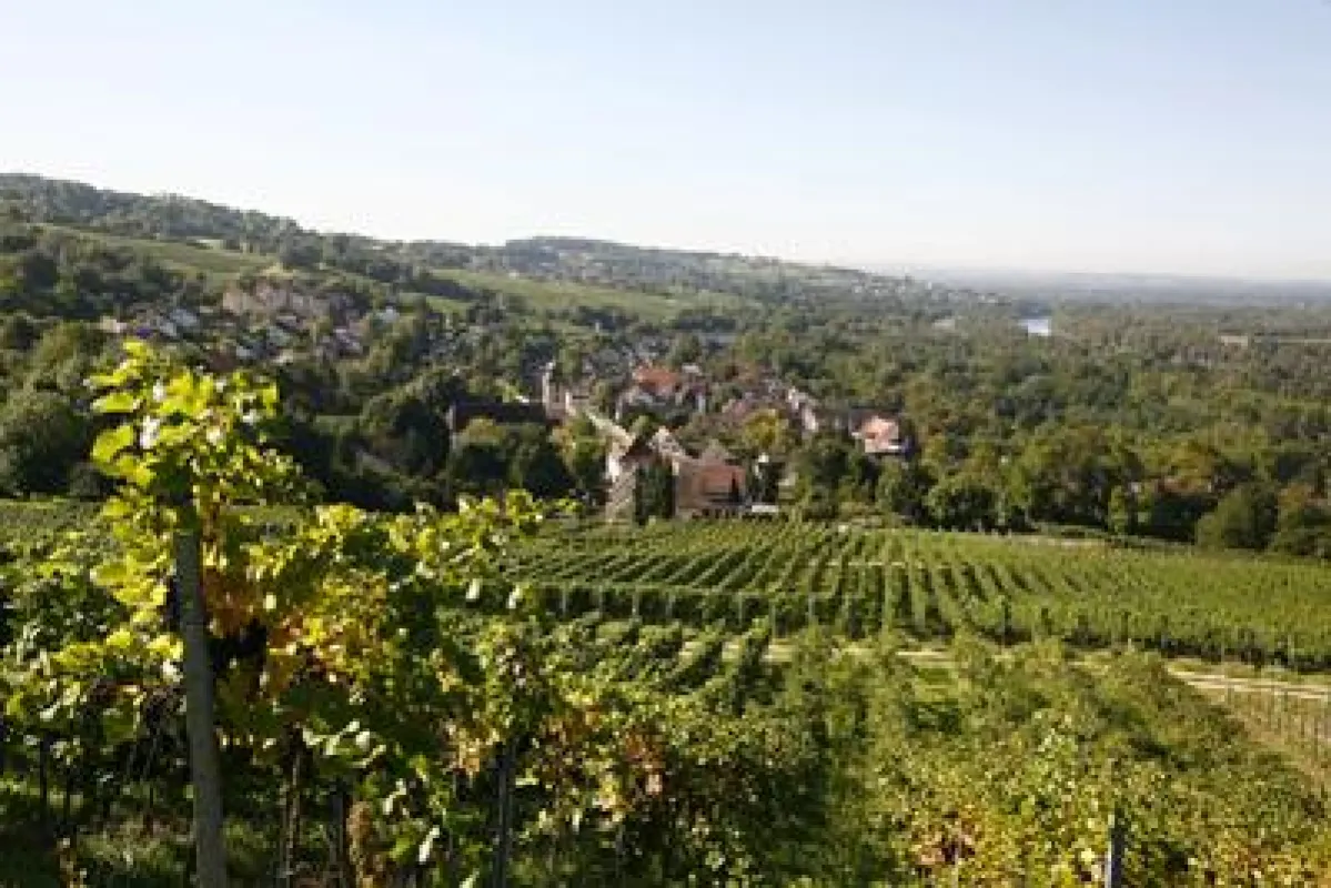 Blick von Bad Bellingen auf die Reblandschaft/Bade- und Kurverwaltung GmbH Bad Bellingen