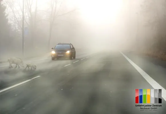 Was tun bei Wildunfällen? Bild: Was tun bei Wildunfällen?