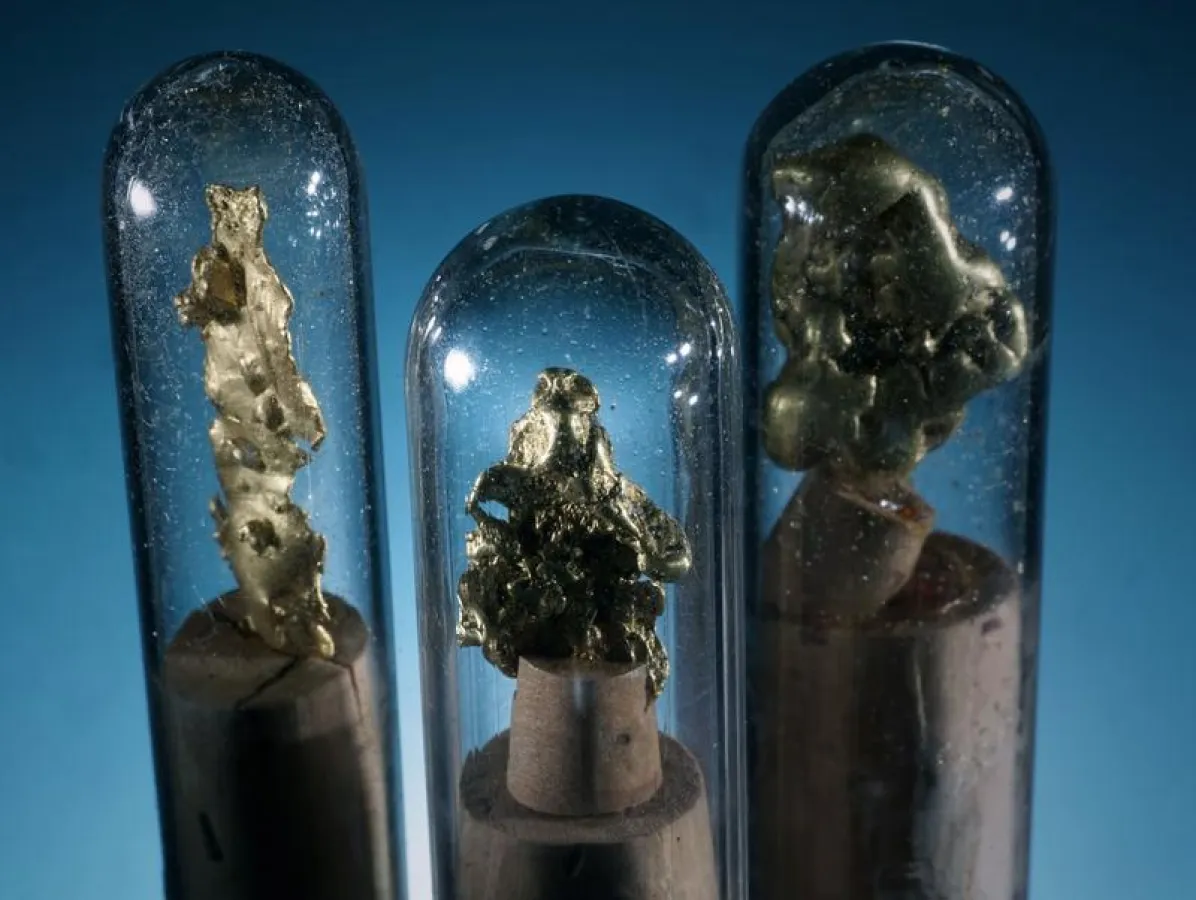 Die drei Goldnuggets aus Kalifornien werden in der neuen Ausstellung der Mineralogischen Sammlung der Universität Jena ab dem 29. November zu sehen sein. (Foto: Jan-Peter Kasper/FSU)