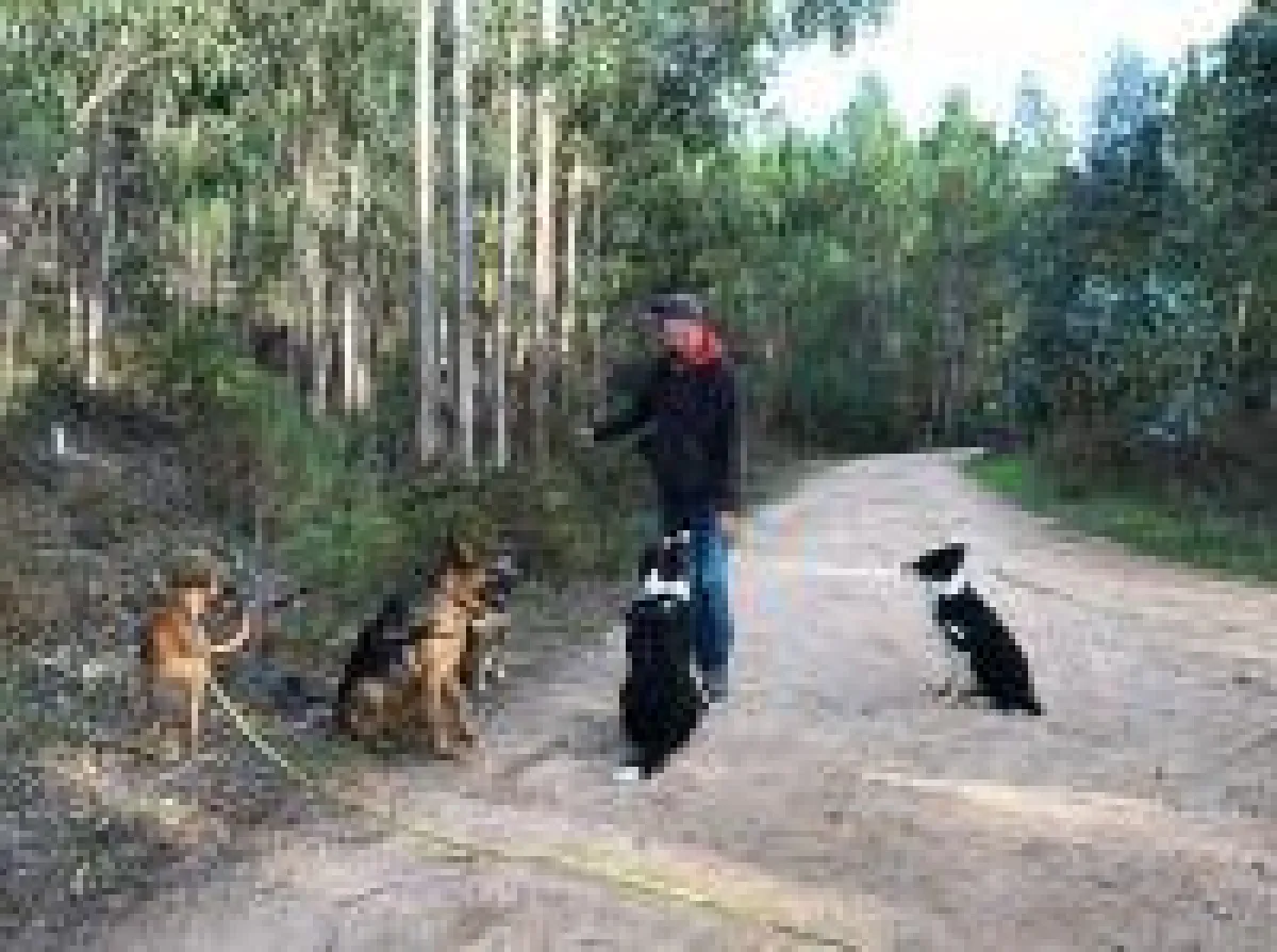 Dan der Hundetrainer