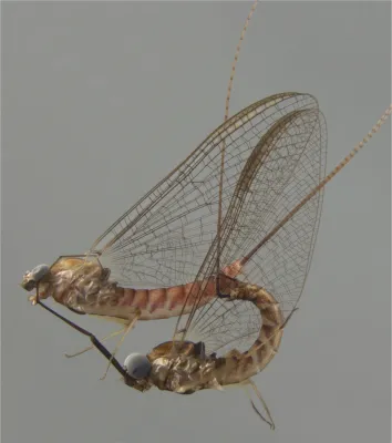 Bild: Doppelt hält besser: Das ungewöhnliche Sexleben der Eintagsfliegen 