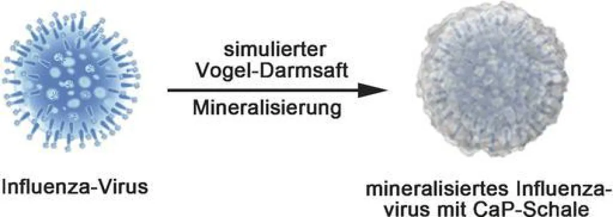 Eine Mineralschicht um die Viren macht diese infektiöser und gleichzeitig robuster. ((c) Wiley-VCH)