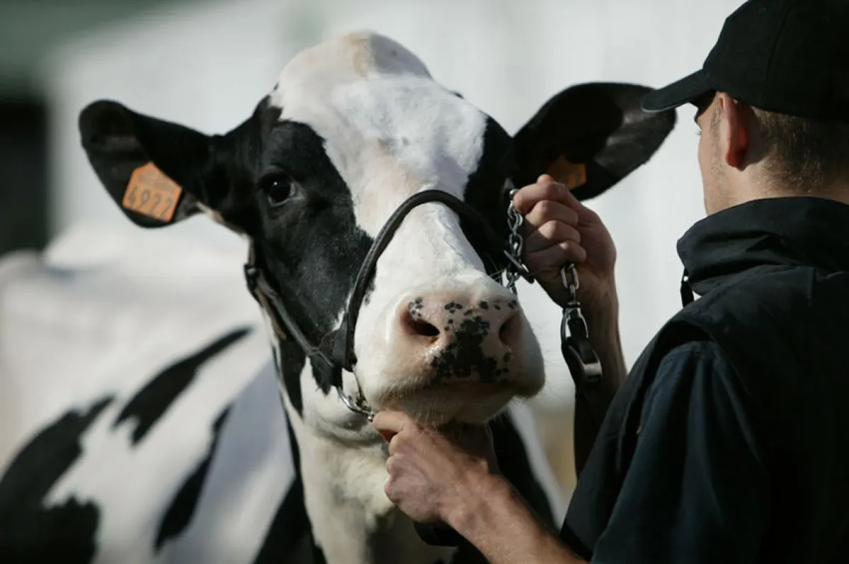Drei Tage lang dreht sich auf der Fachmesse « Sommet de l’élevage » alles um Viehzucht, Fleischerzeugung, Milchwirtschaft und Landwirtschaft.
