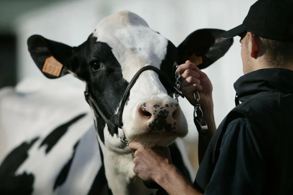 Drei Tage lang dreht sich auf der Fachmesse « Sommet de l’élevage » alles um Viehzucht, Fleischerzeugung, Milchwirtschaft und Landwirtschaft.