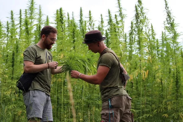 Bild: Green Pioneers: Hessische Nutzhanf-Pioniere bereiten sich auf Cannabis-Legalisierung vor