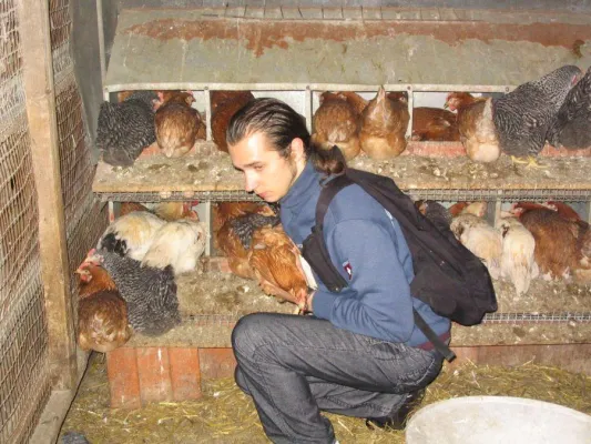 Bild: Hennen aus Freilandhaltung befreit - Der Mythos von der einwandfreien Ausbeutung