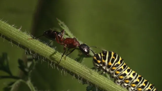 Unbekannte Flugobjekte im Bayerischen Wald: spannendes Programm zum 10. NaturVision Filmfestival Bild: Unbekannte Flugobjekte im Bayerischen Wald: spannendes Programm zum 10. NaturVision Filmfestival