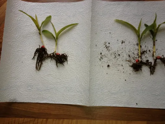 Bild: aqua.seed Verfahren: Mehr Wurzelmasse durch innovative Saatgutbehandlung