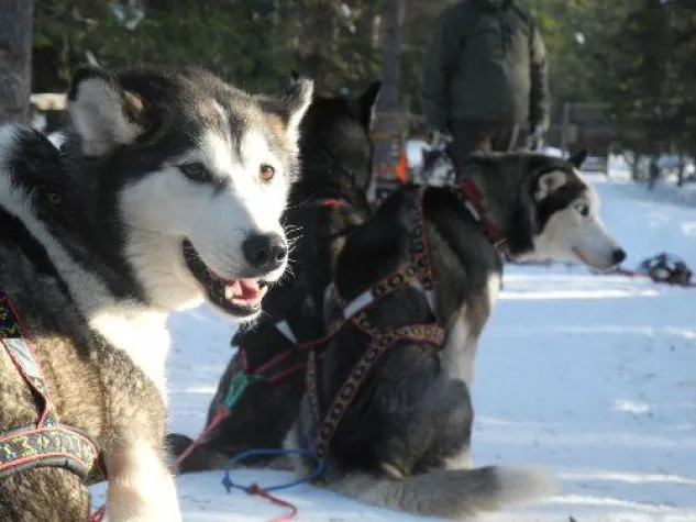 Bild: Supertour.de: Weihnachten in Schwedisch Lappland