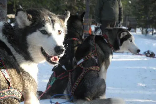 Bild: Supertour.de: Weihnachten in Schwedisch Lappland