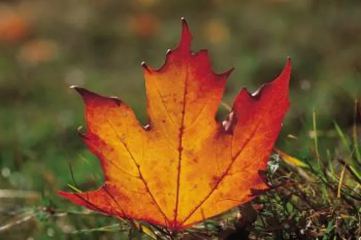Bild: Die vier Jahreszeiten zum Greifen nah im Sport- und Wellnesshotel Ödhof