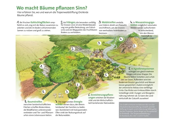 Bild: Bäume pflanzen für den Klimaschutz - neues Positionspapier von OroVerde