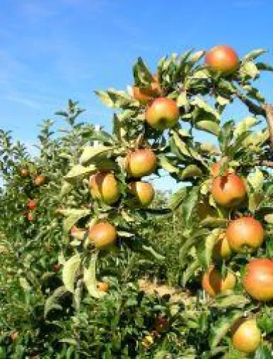 Bild: Mit dem Apfel gesund und vital bis in hohe Alter