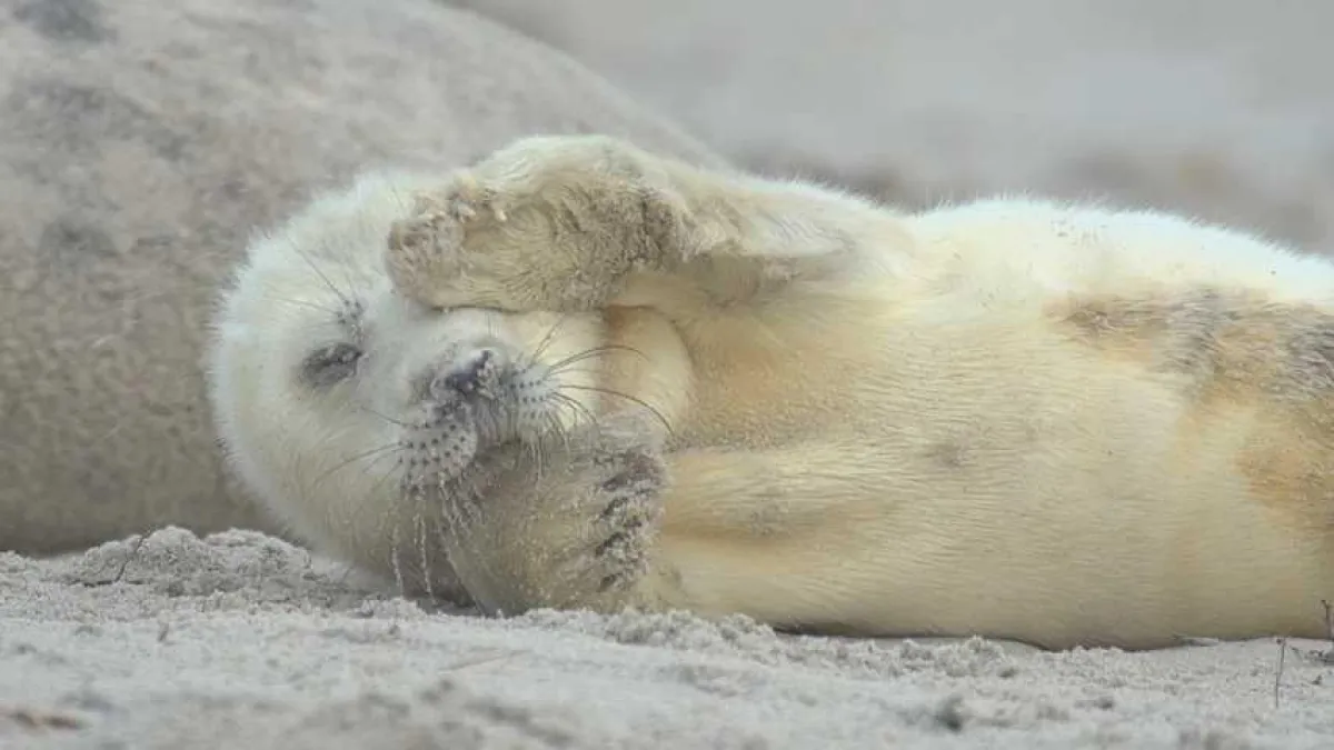 Robbenbaby am Strand von Helgoland