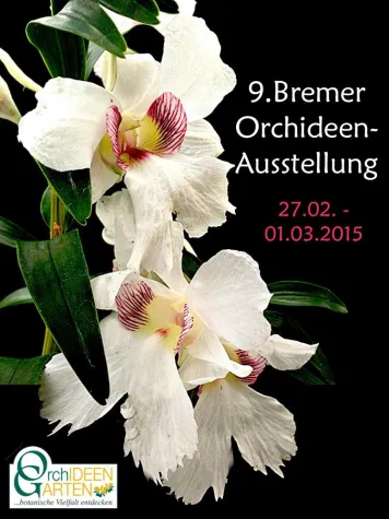 Bild: 9. Bremer Orchideen-Ausstellung 2015 mit Dendrobium sanderae var. giganteum aus dem Orchideengarten